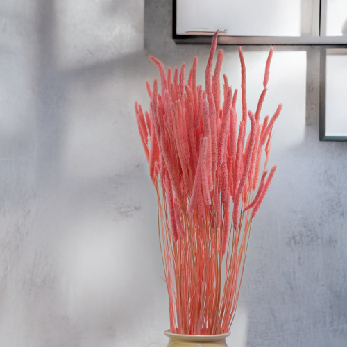 Tymotka - różowa 3.png