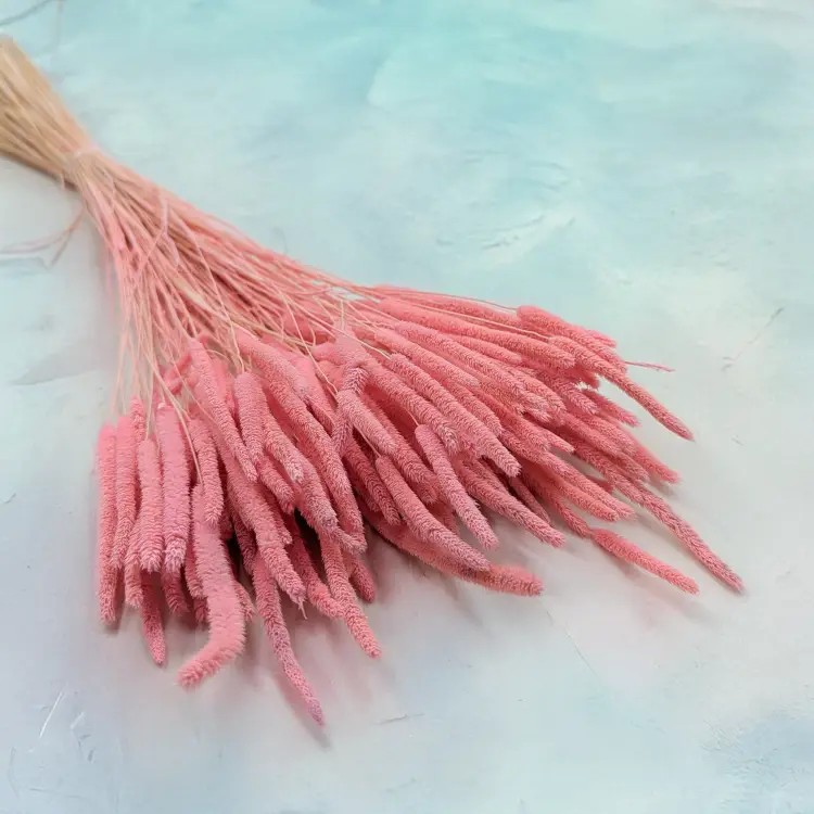 Tymotka - różowa.png