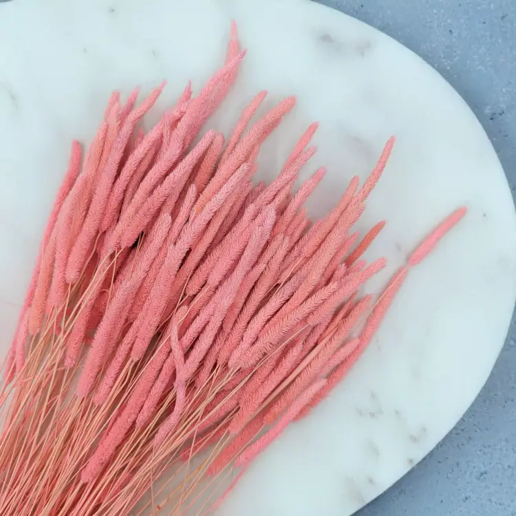 Tymotka - różowa 2.png