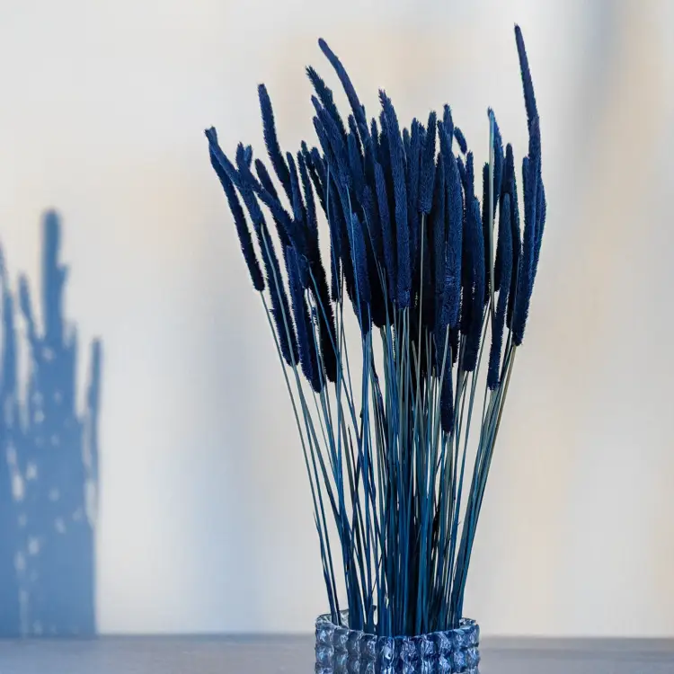 Tymotka - niebieska 3.png