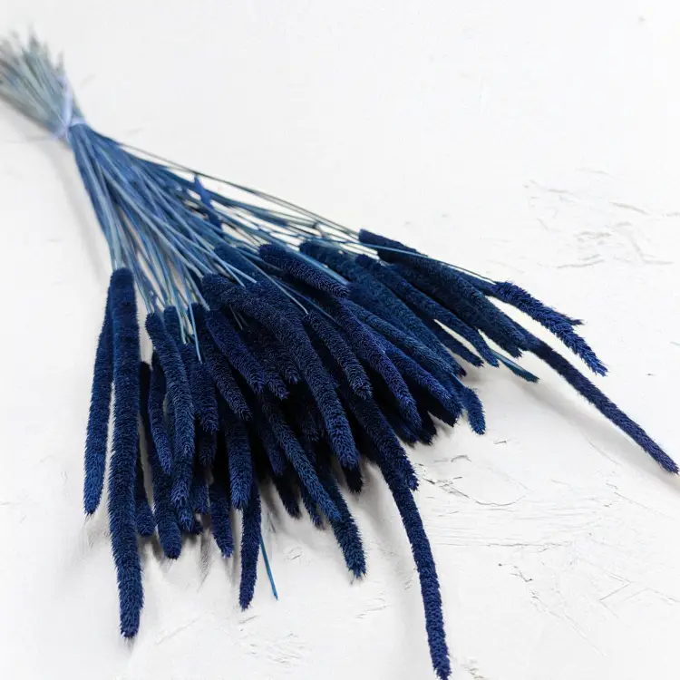 Tymotka - niebieska.png