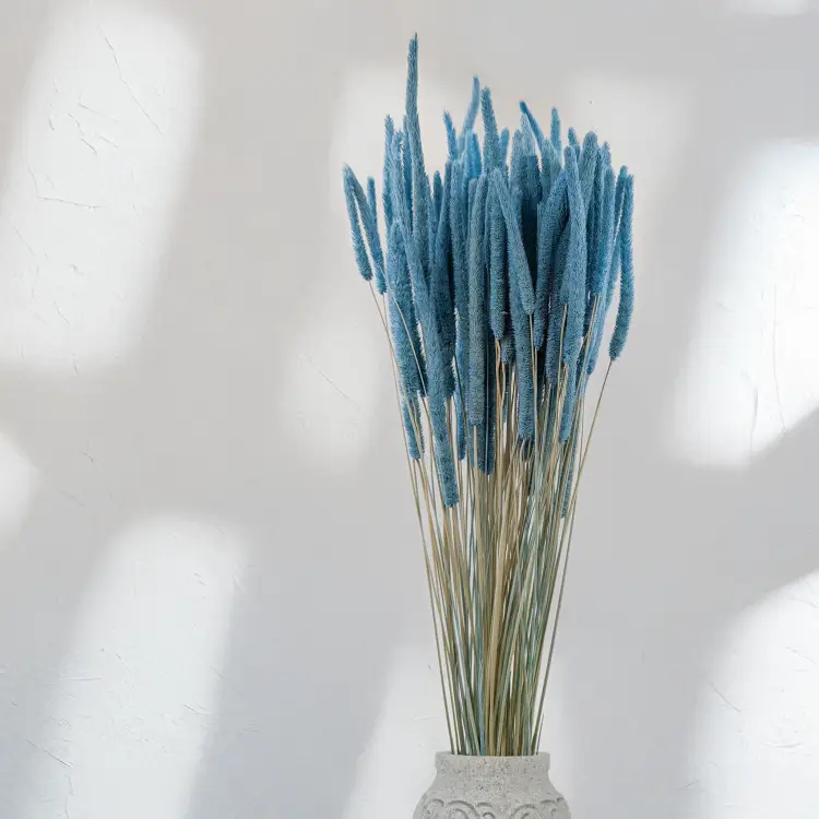 Tymotka - błękitna 3.png