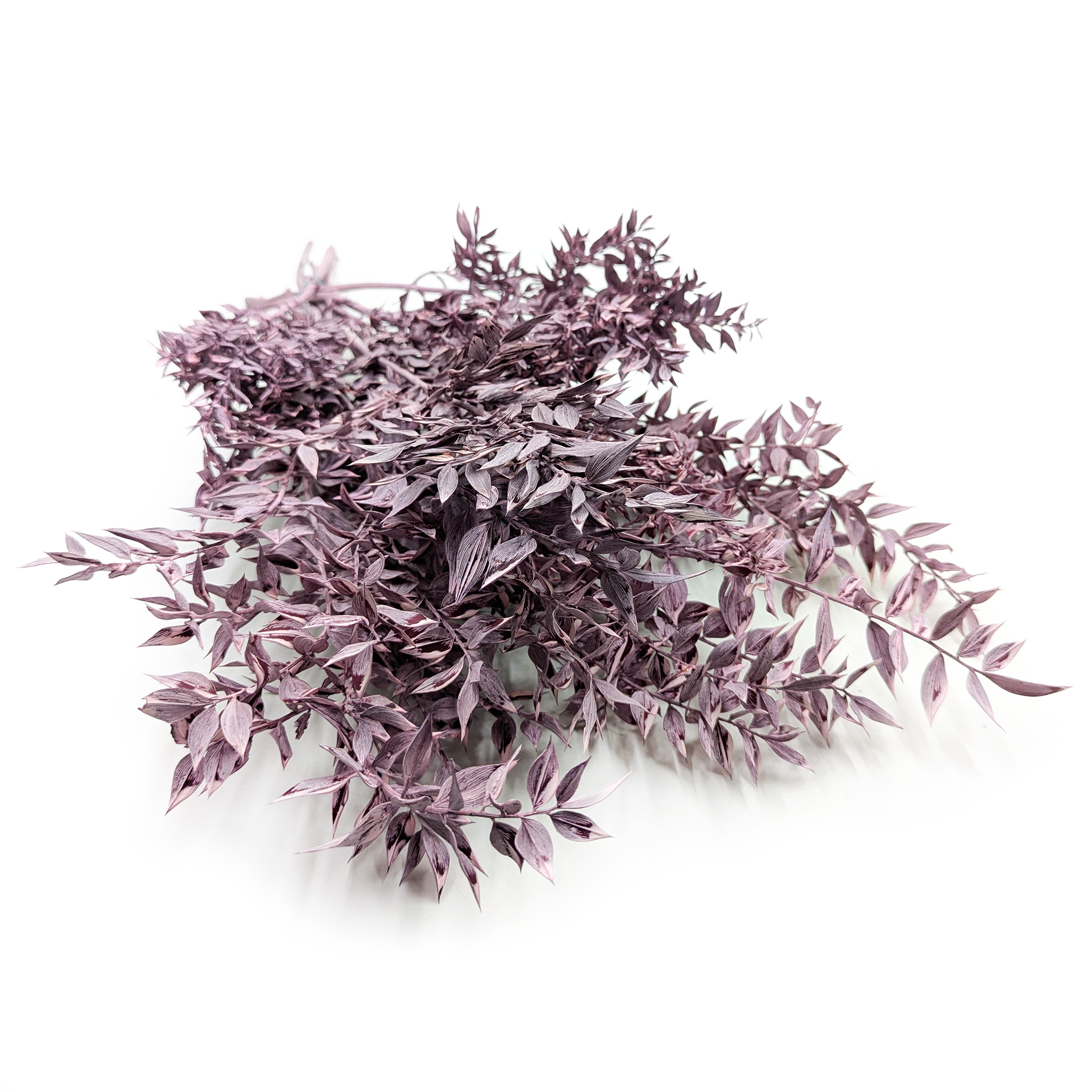 Ruscus stabilisé – (Ruscus) – Violet mat