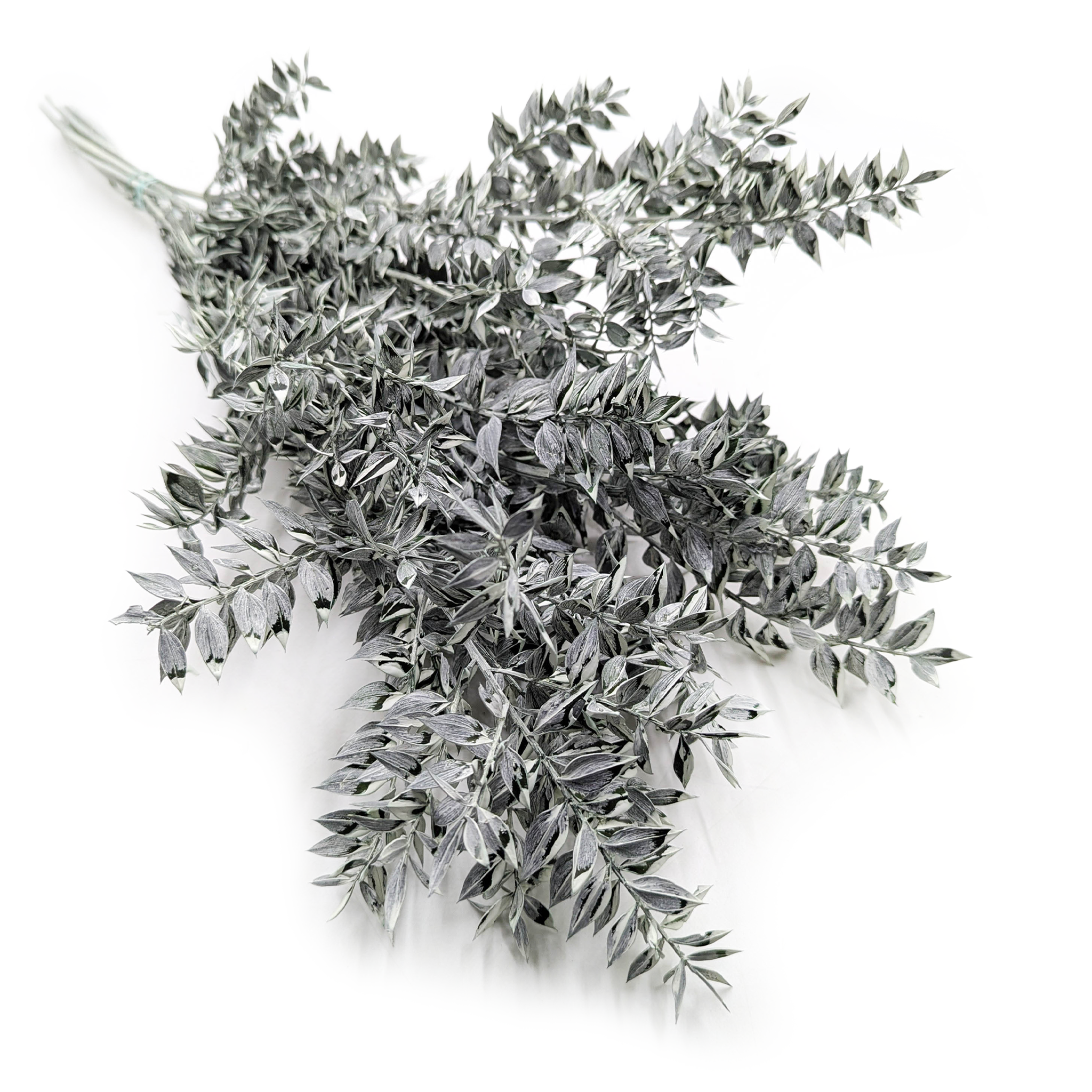 Ruscus stabilisé – Vert mat