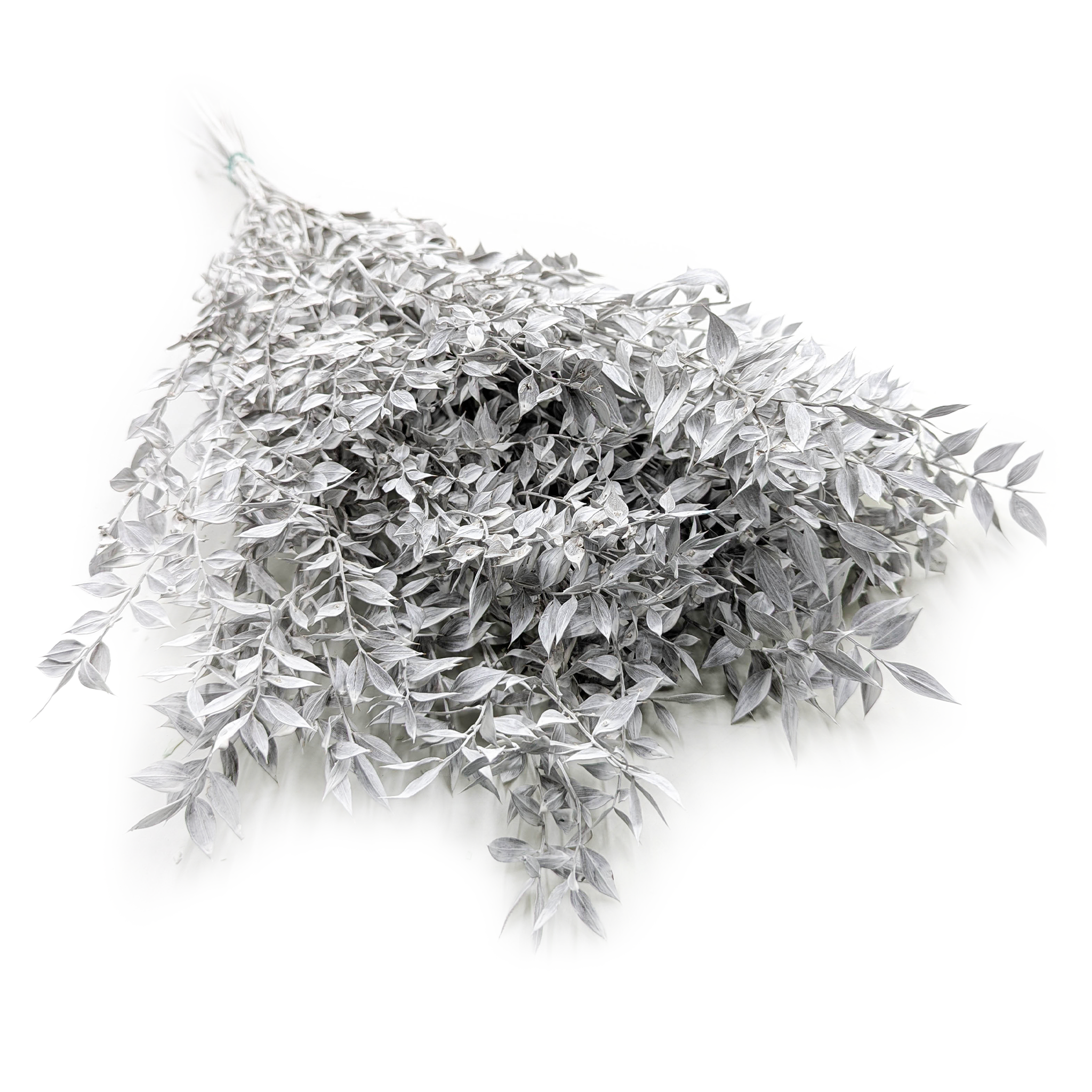 Ruscus stabilisé – Blanchi mat