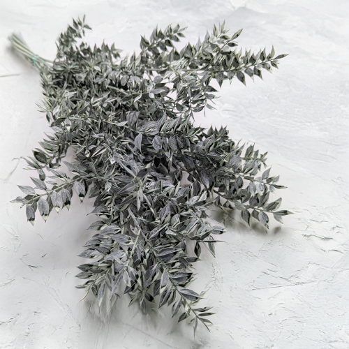 Ruskus bielony matowy zielony.png