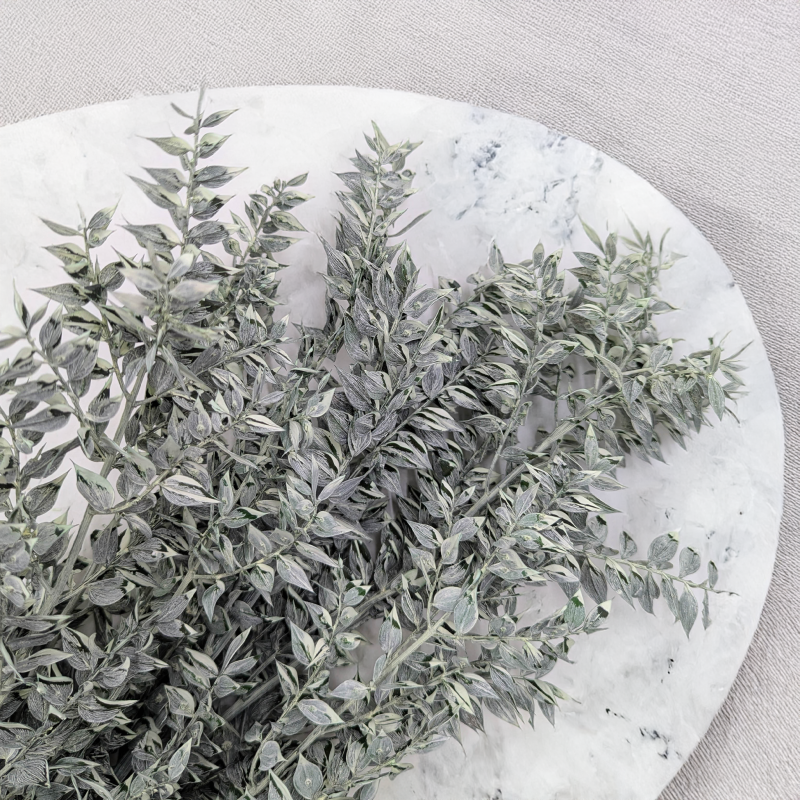 Ruskus bielony matowy zielony 2.png