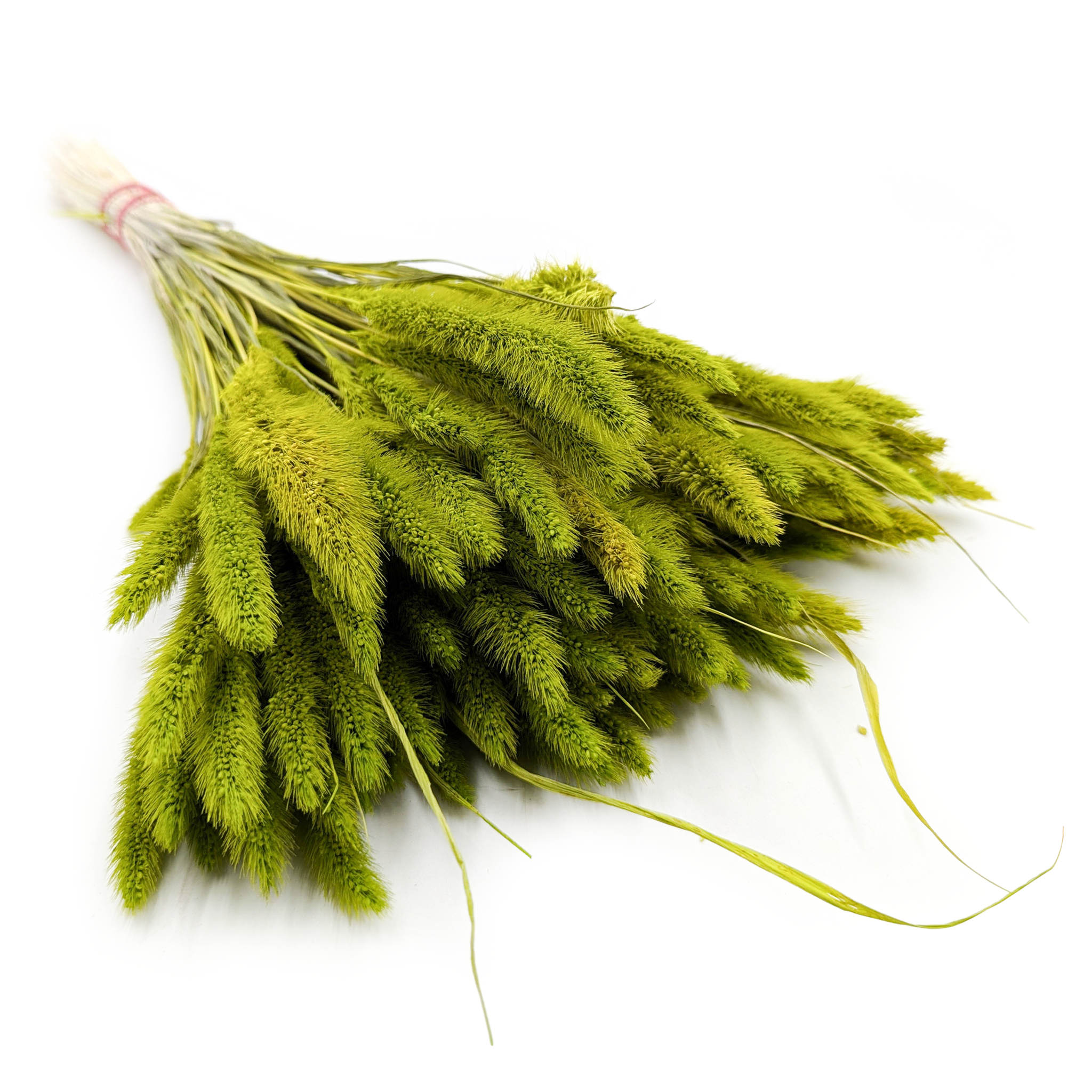 Setaria Séchée – Vert Clair