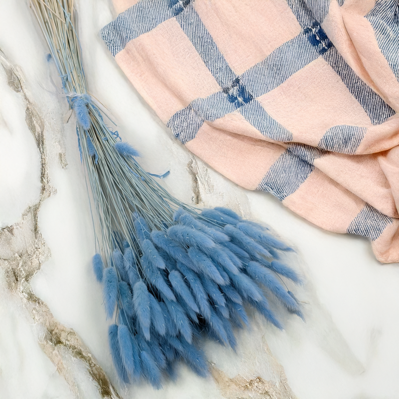 Lagurus błękitny 1.png