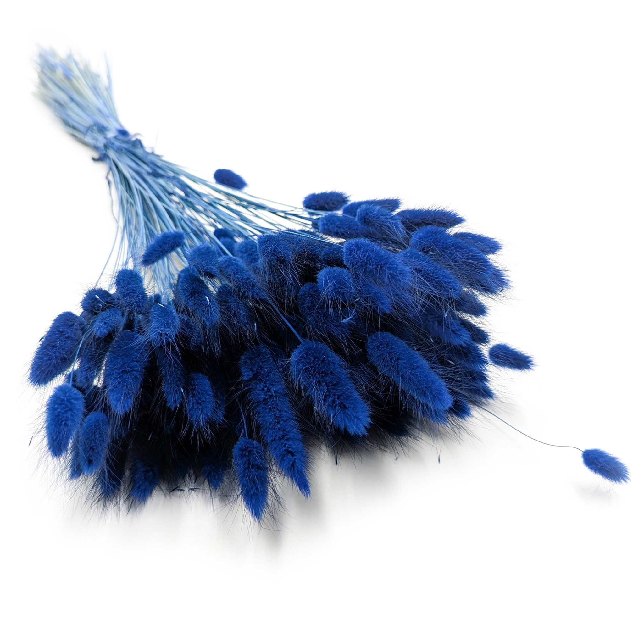 Lagurus séché – Queue-de-lièvre – Bleu Foncé