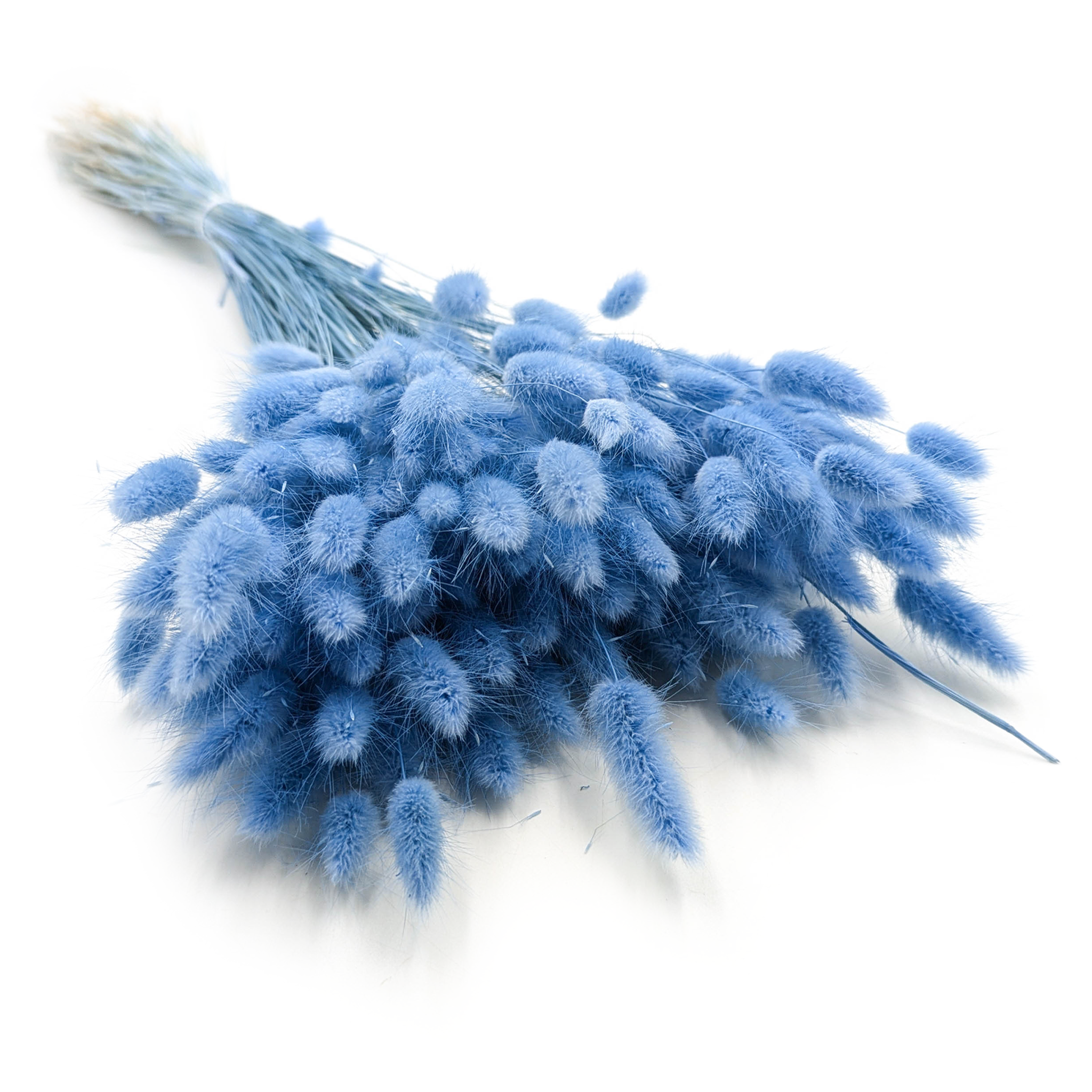 Lagurus séchée – Queue-de-lièvre – Bleu Azur