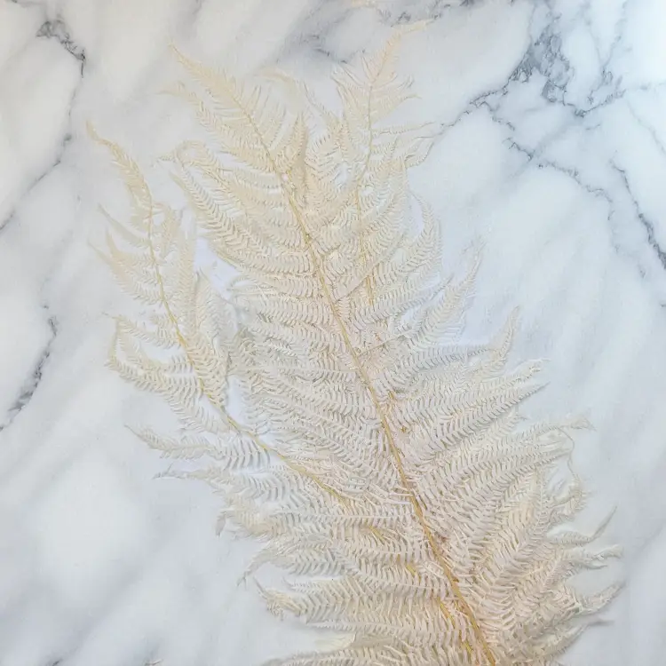 Pergaminowa duża bielona 4.png