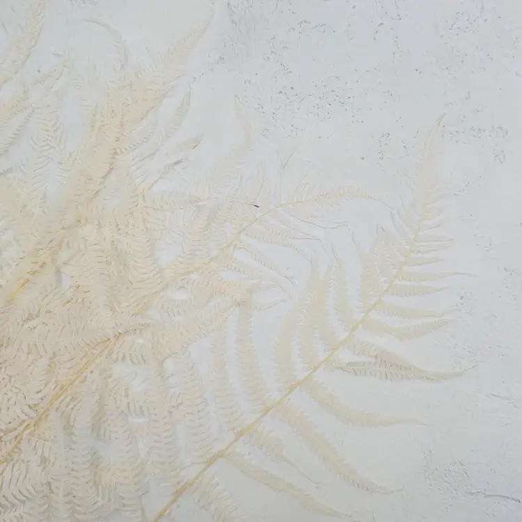 Pergaminowa duża bielona 1.png