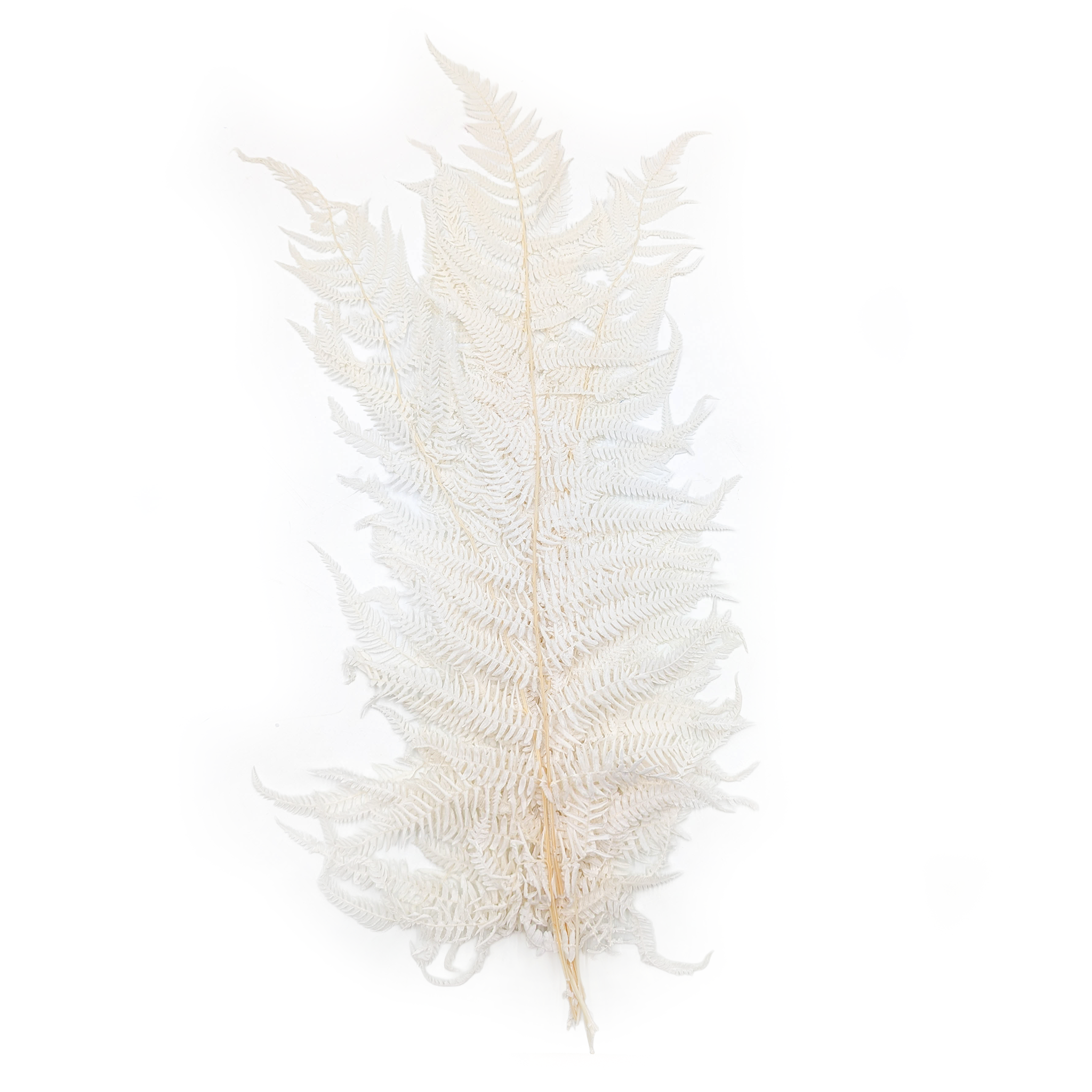 Fougère Stabilisée – Fougère Cannelle – Blanchie