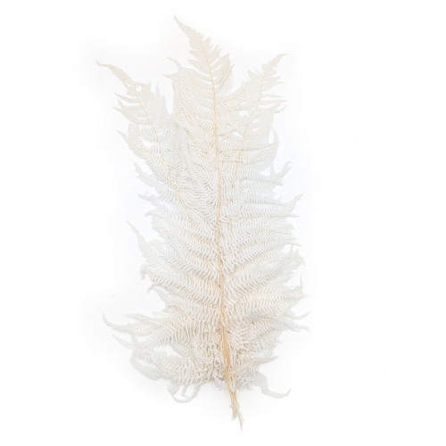 Podrzeń Cynamonowy.png