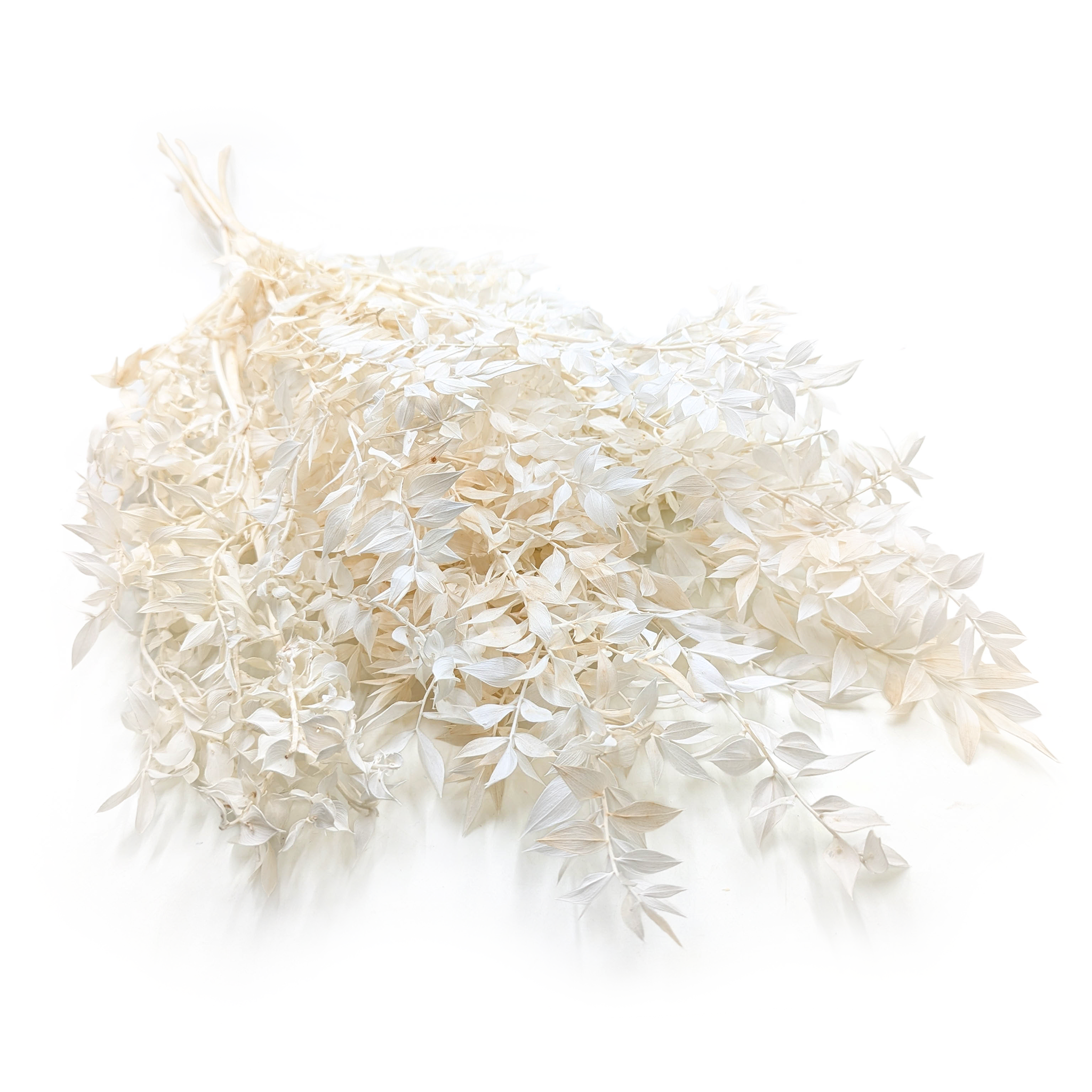 Ruscus Séché – Blanchi