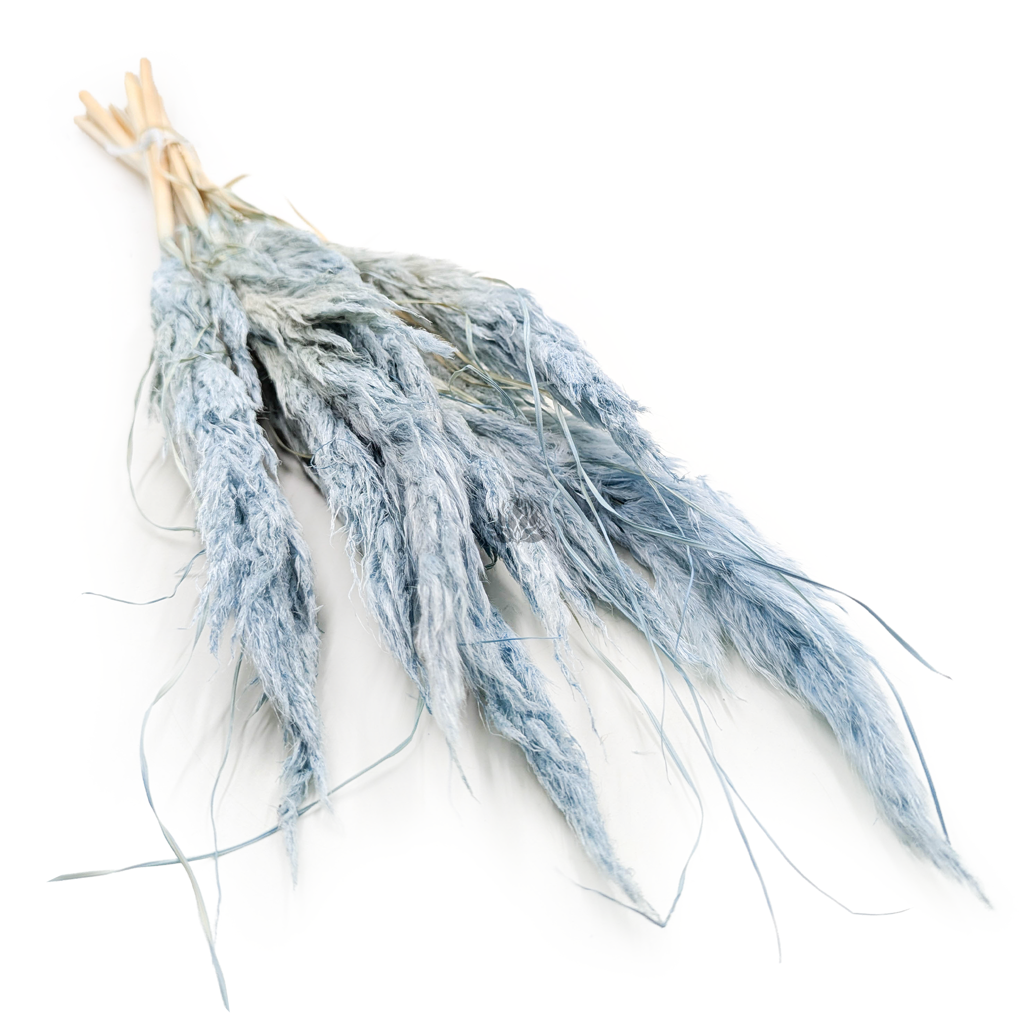 Mini Herbe de Pampa – Bleu Ciel – 10 pcs