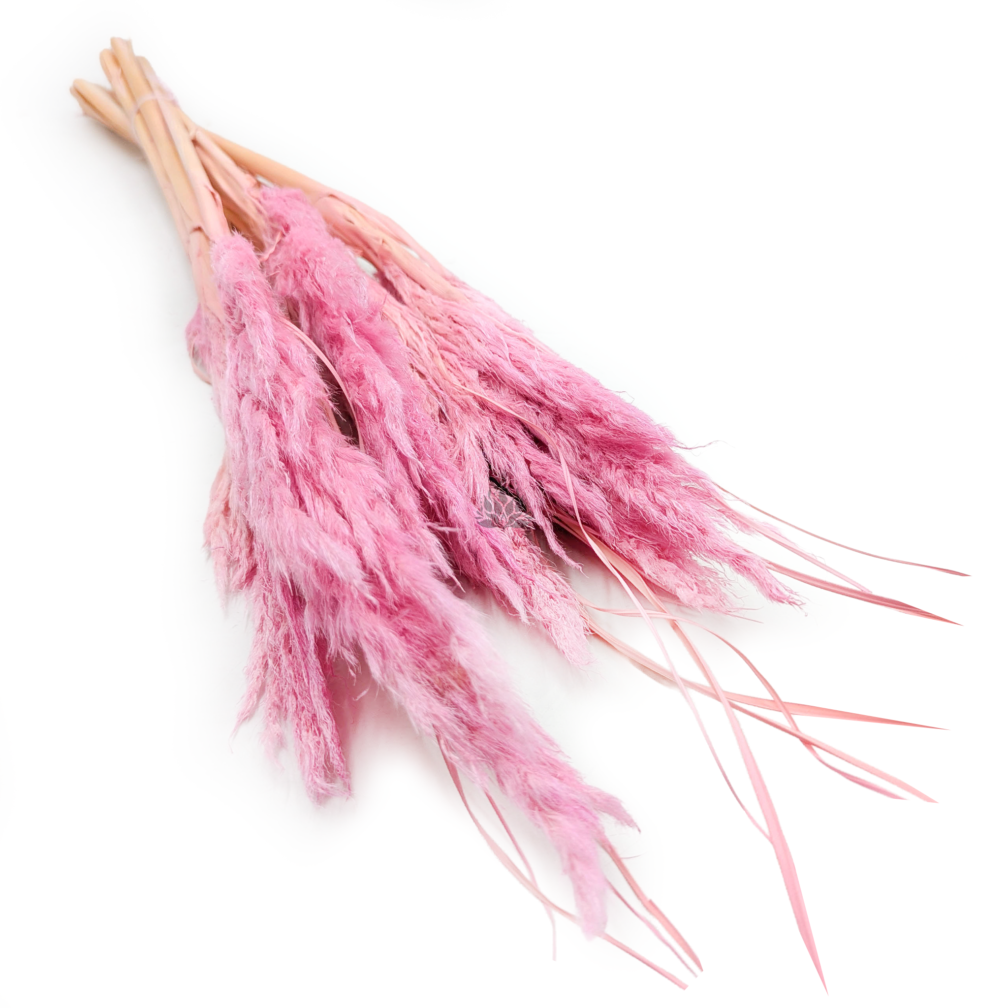 Mini Herbe de la Pampa – Rose – 10 tiges