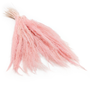 Herbe Agrostis Séchée – Rose Clair