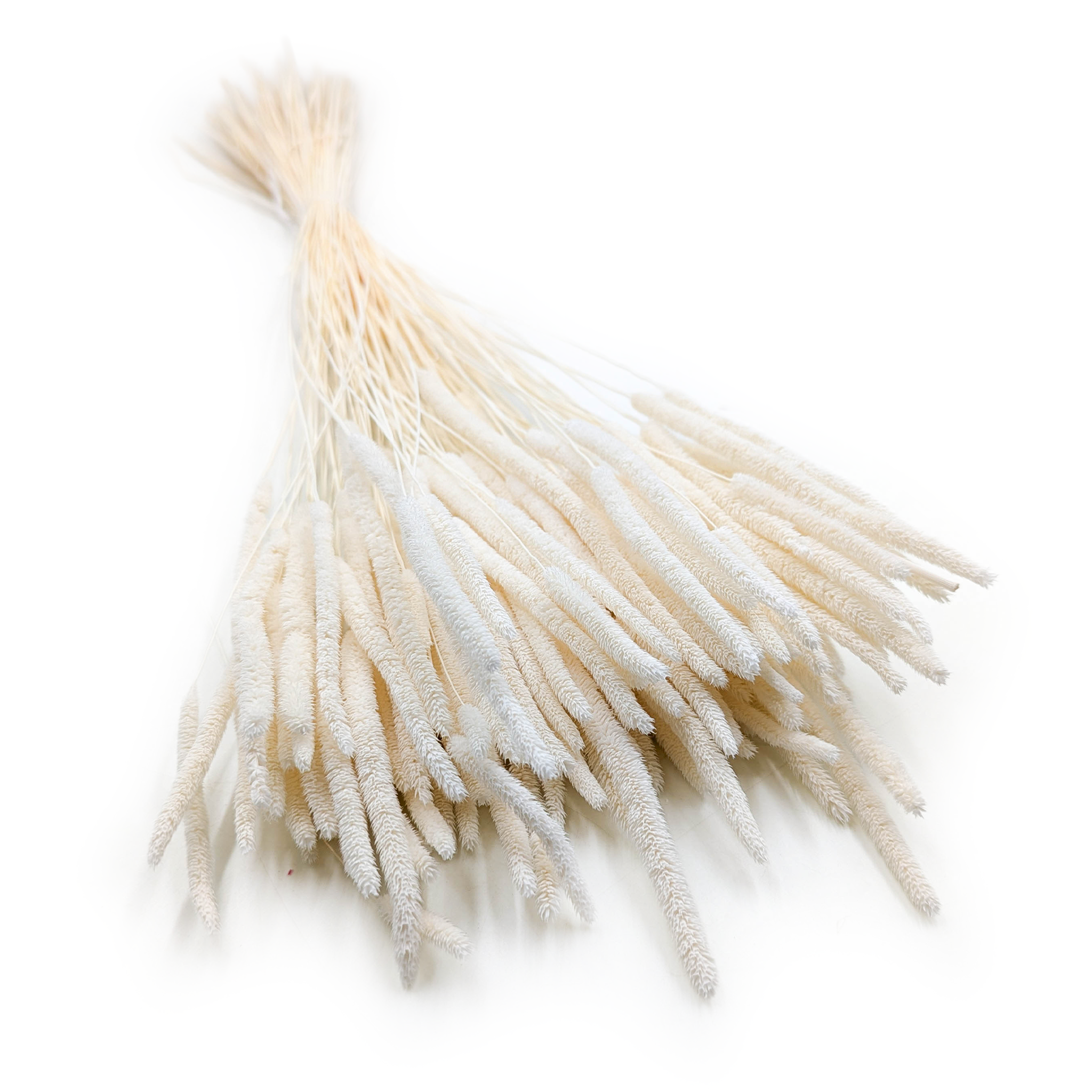 Herbe séchée – Fléole (Phleum) – Blanchi