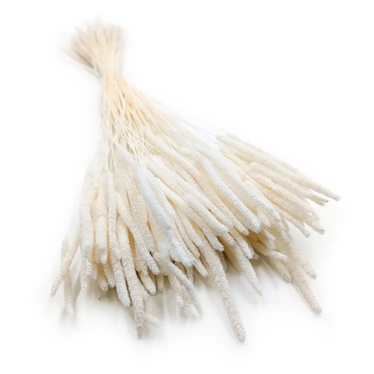 Tymotka Phleum Bielona.png