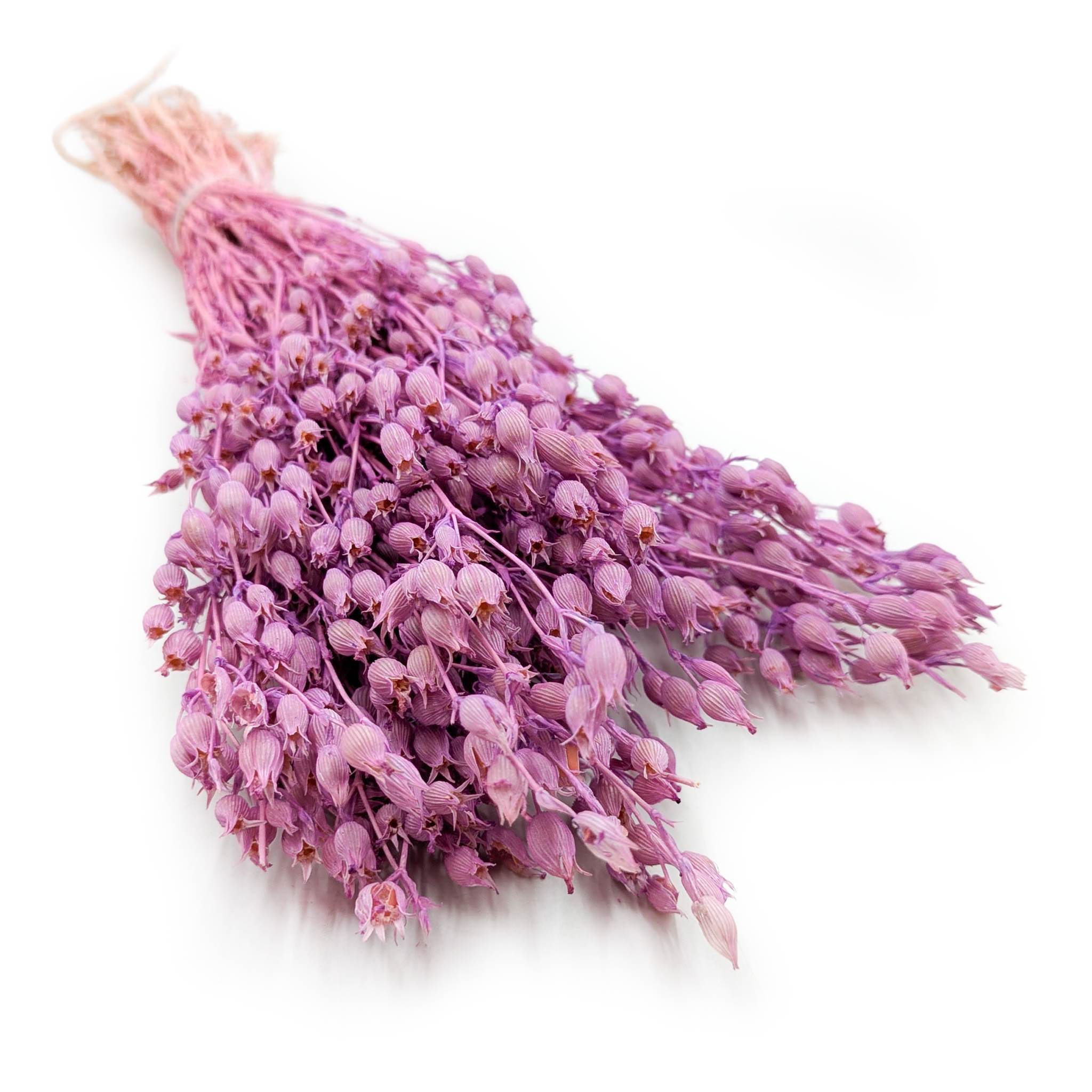 Silène enflé – (Silene) – Lilas