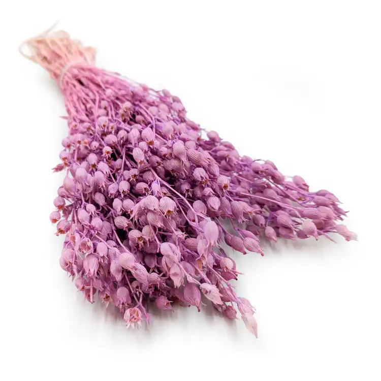 Silene Lila.png