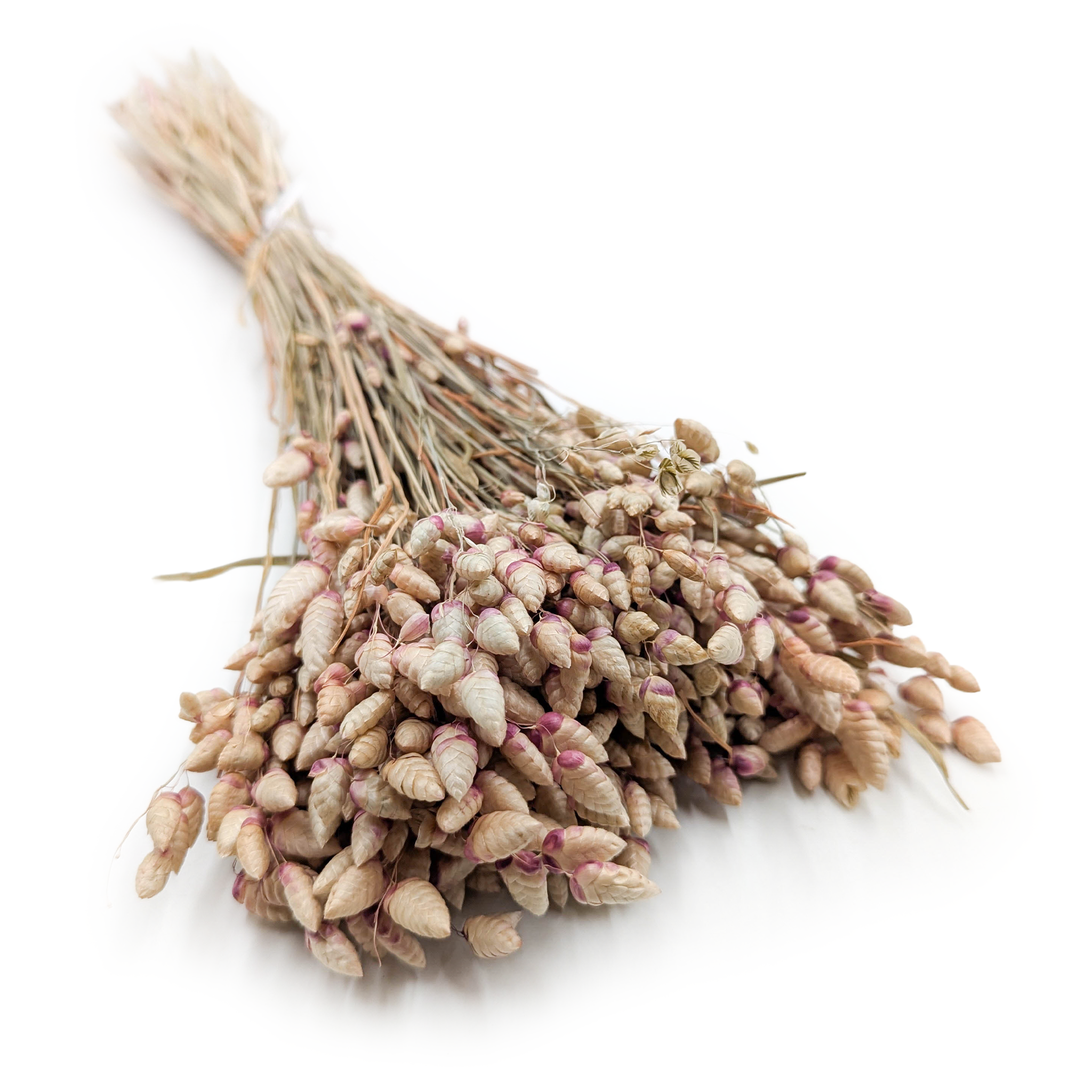 Herbe Tremblante Séchée – (Briza Maxima) – Naturelle avec Teinte Rose