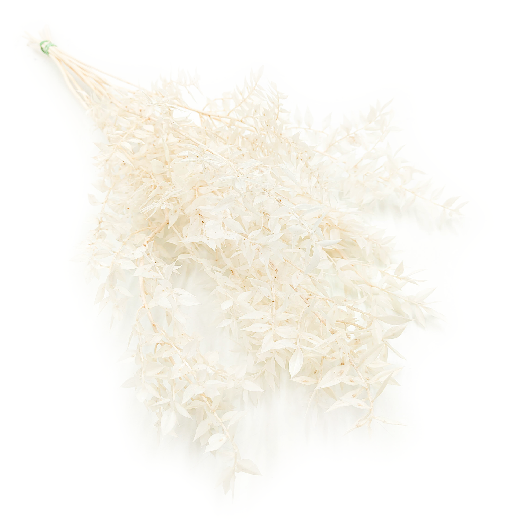 Ruscus Stabilisé – Blanchi