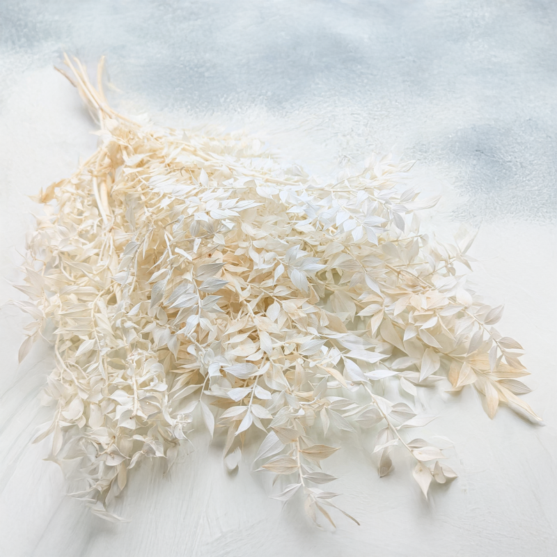 Ruskus suszony bielony 1.png