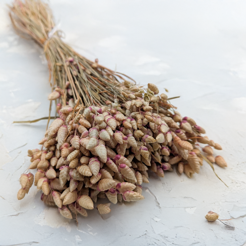 Briza maxima Natural pink.png
