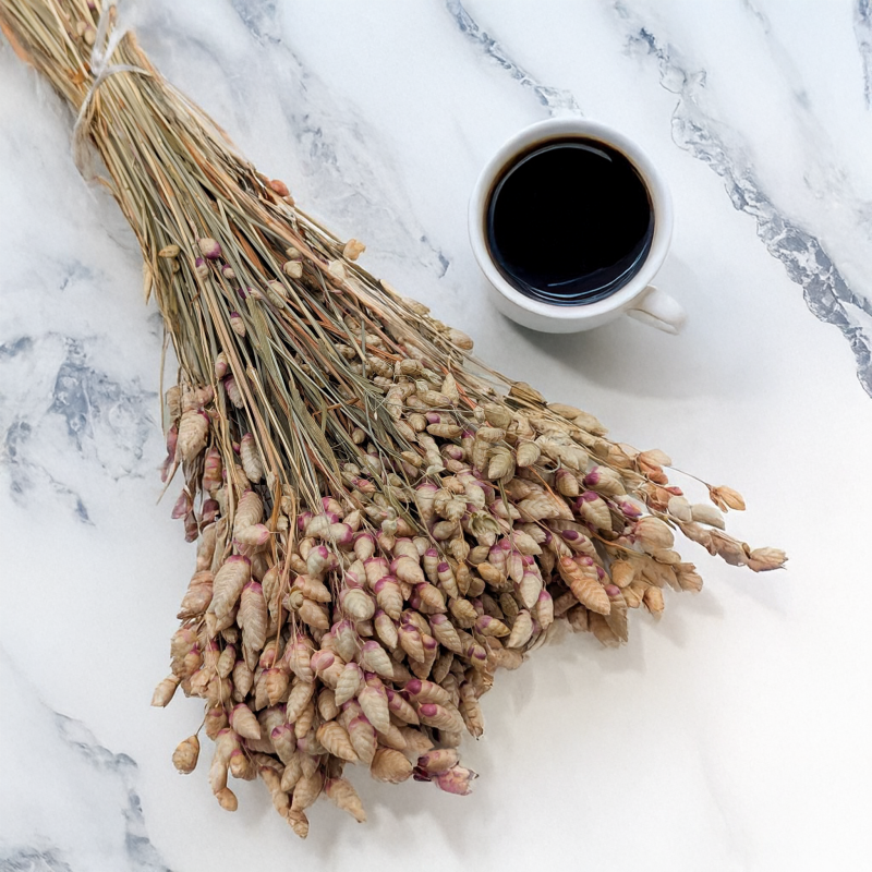 Briza maxima Natural pink 1.png