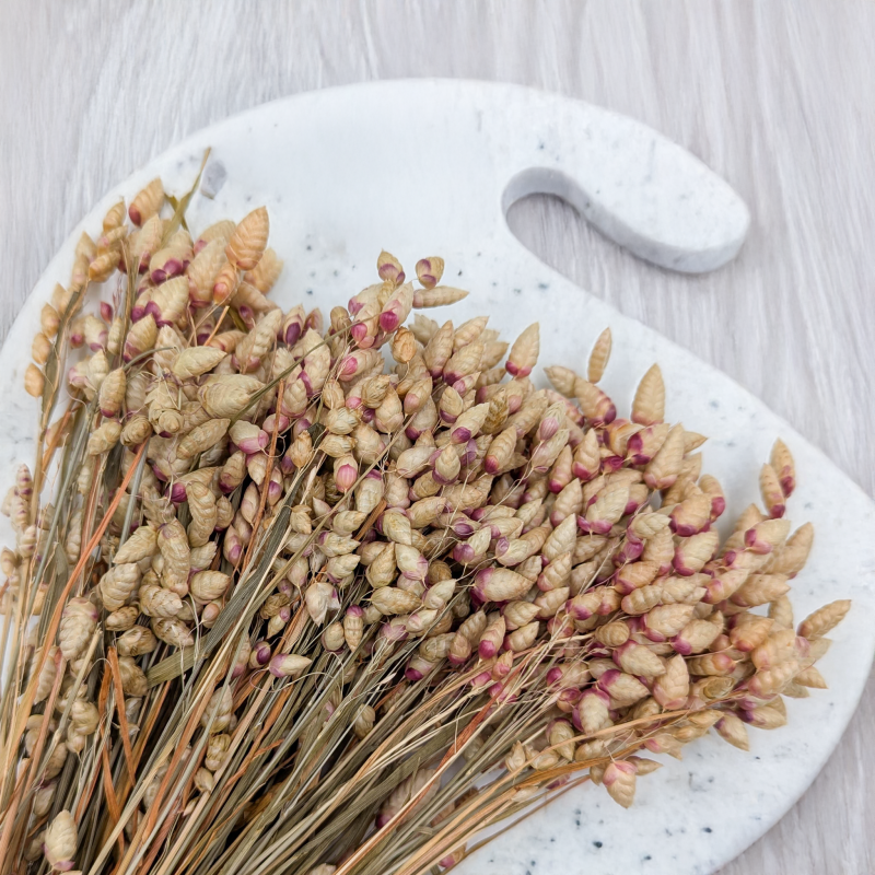 Briza maxima Natural pink 2.png