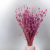 Silene lila 3.png