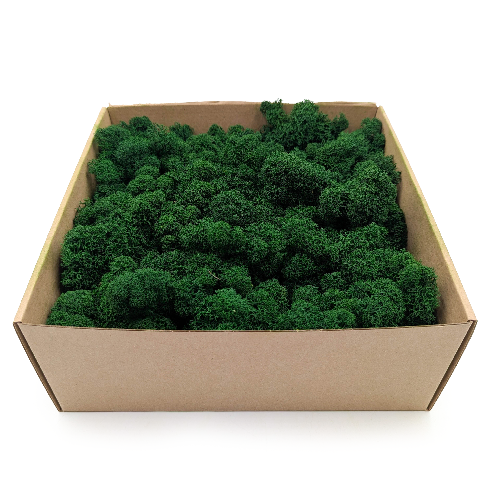 Lichen de renne alpine stabilisée – Nettoyée – Vert forêt 500 g NET