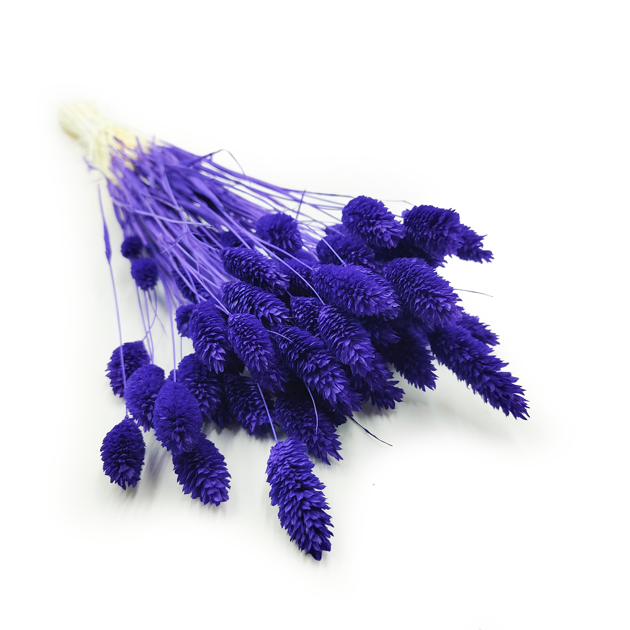 Phalaris séché – Bleu Marine