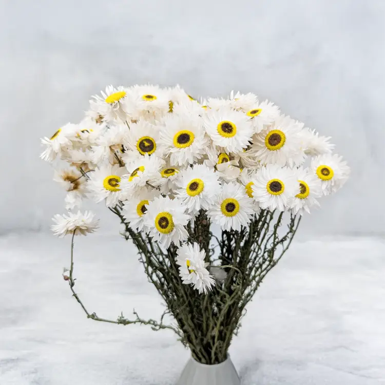 Acroclinium biale prem SZ 3.png