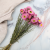 Acrolinium roz prem SZ 1.png