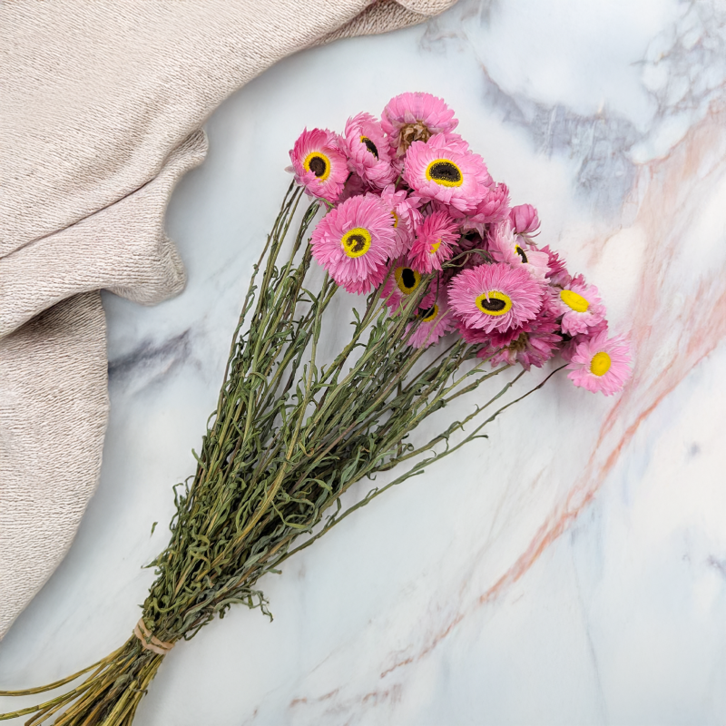 Acrolinium roz prem SZ 1.png