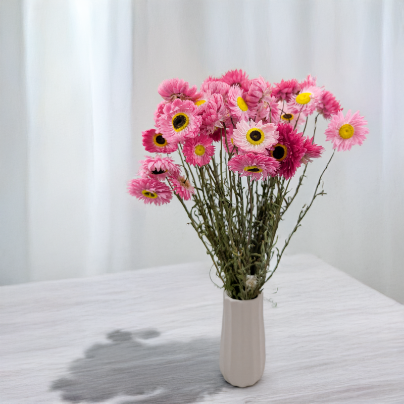 Acrolinium roz prem SZ 3.png