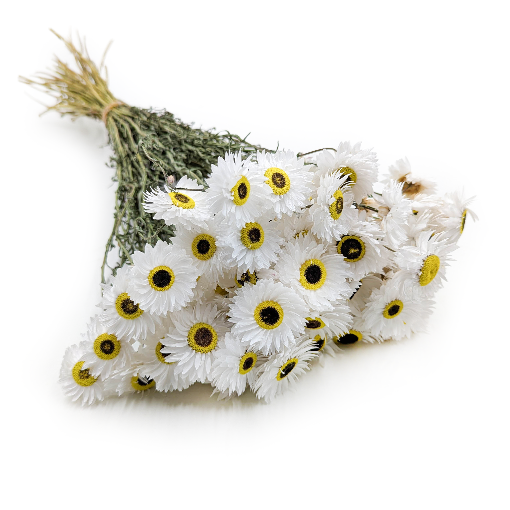 Acroclinium Séché – (Acroclinium) – Blanc – PREMIUM