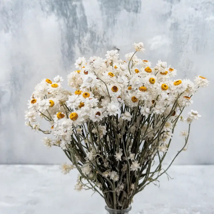 Ammobium nat premium SZ 3.png