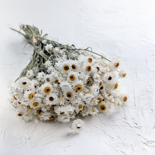 Ammobium nat premium SZ.png