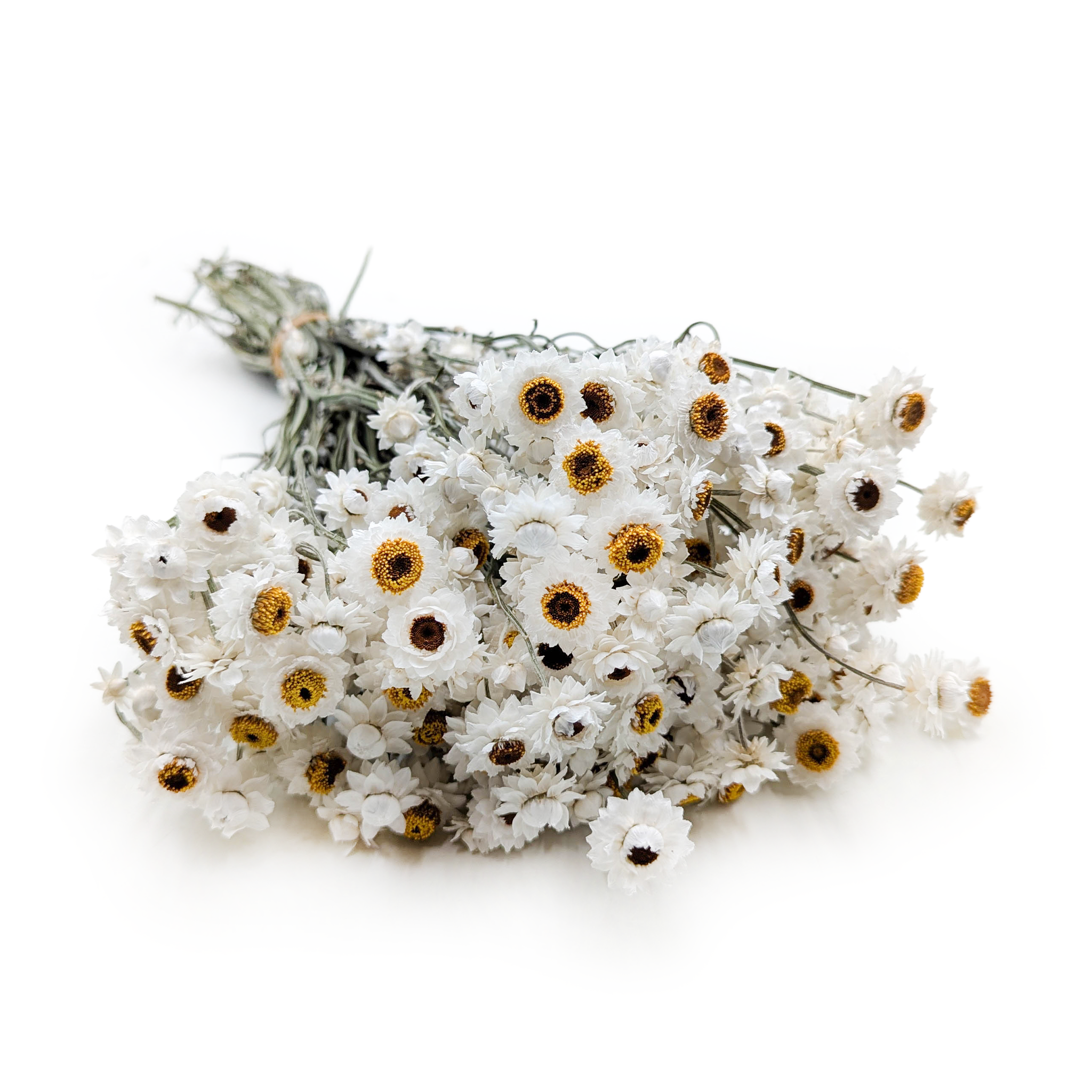 Ammobium Séché – Immortelle Blanche – (Ammobium alatum) – Blanc Naturel – PREMIUM