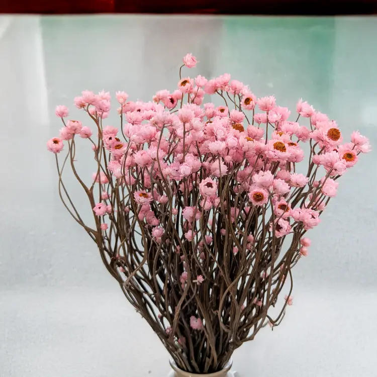 Ammobium jasny roz premium SZ 4.png