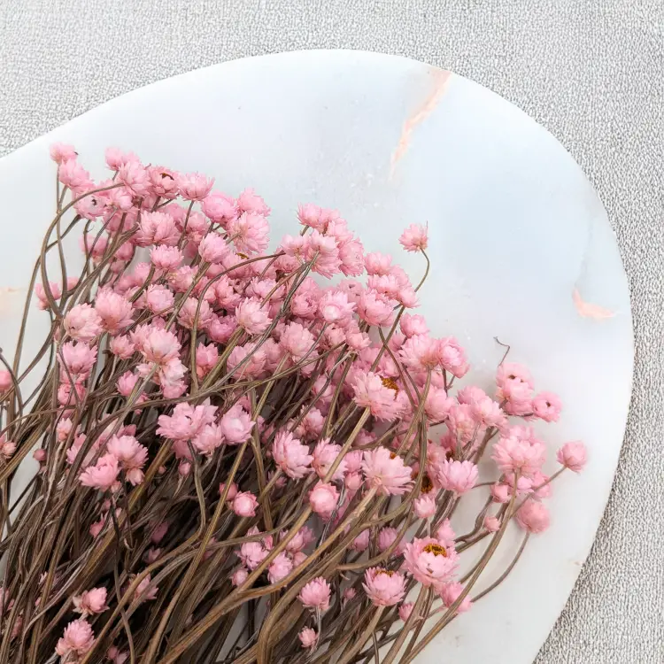 Ammobium jasny roz premium SZ 2.png