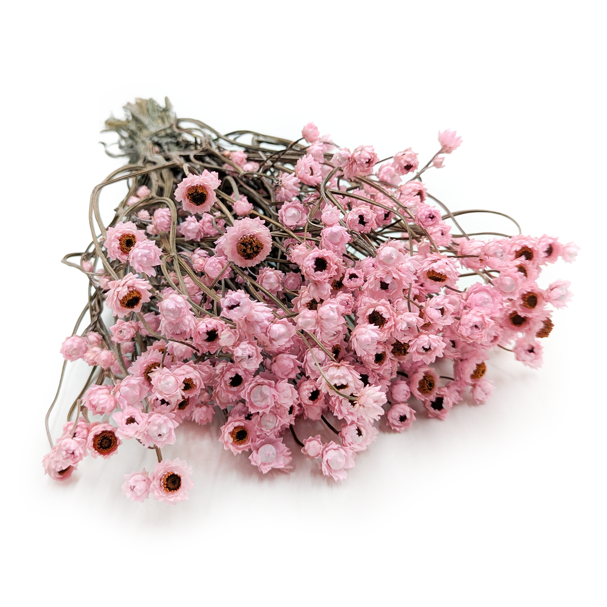 Ammobium Séché – Rose Clair – (Ammobium alatum) – PREMIUM