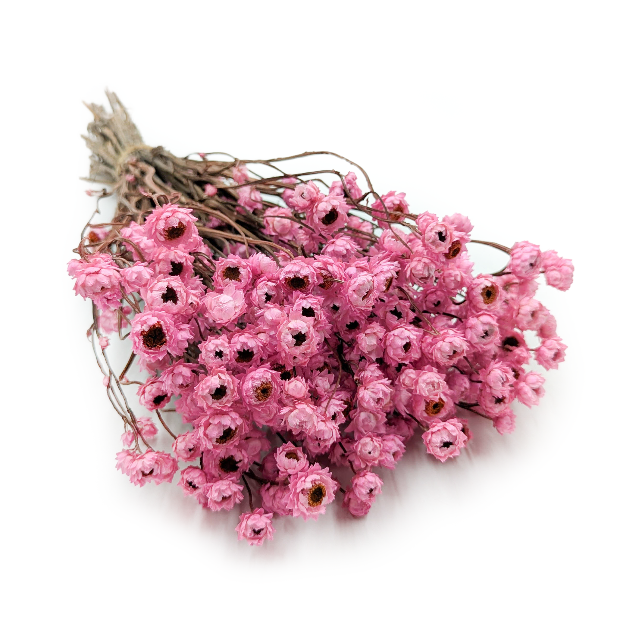 Ammobium Séché – Rose – (Ammobium alatum) – PREMIUM