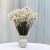 Acroclinium BIALE 50G PLS 4.png