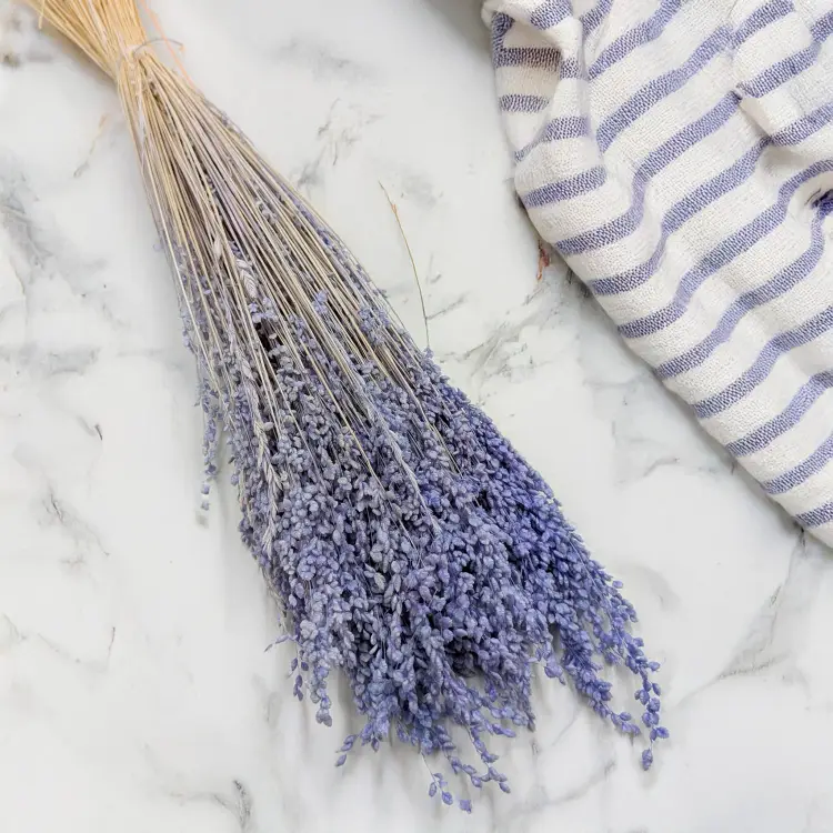 Briza minima lawendowa 1.png